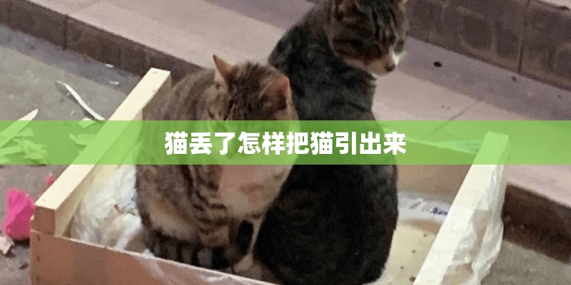 猫丢了怎样把猫引出来