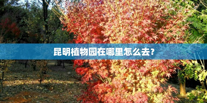 昆明植物园在哪里怎么去？