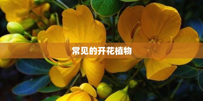常见的开花植物