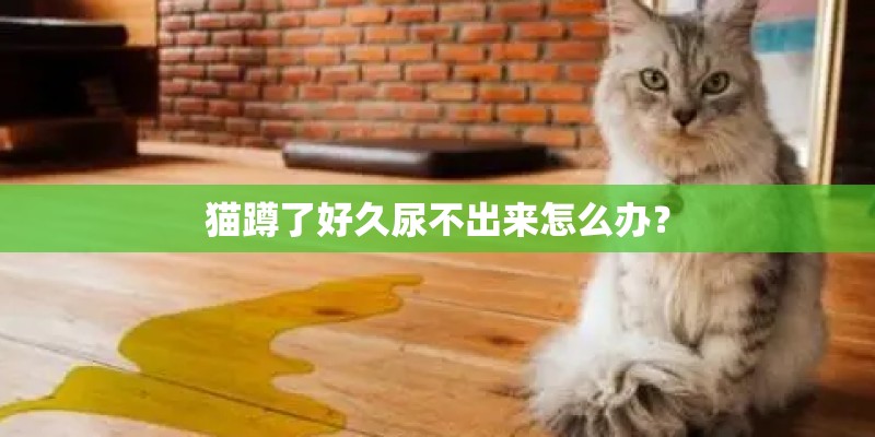 猫蹲了好久尿不出来怎么办？
