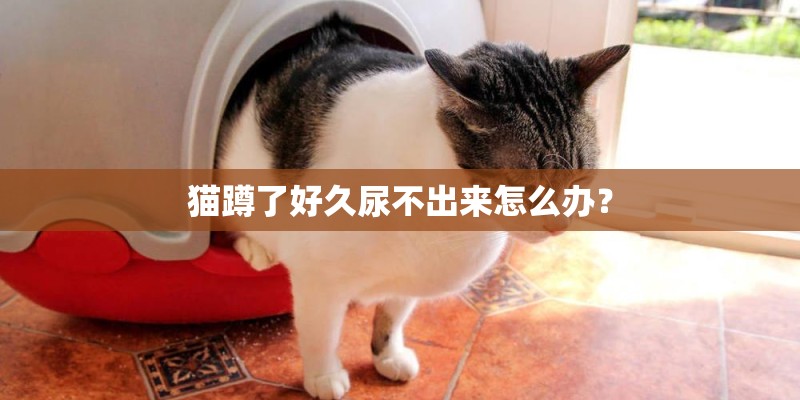 猫蹲了好久尿不出来怎么办？