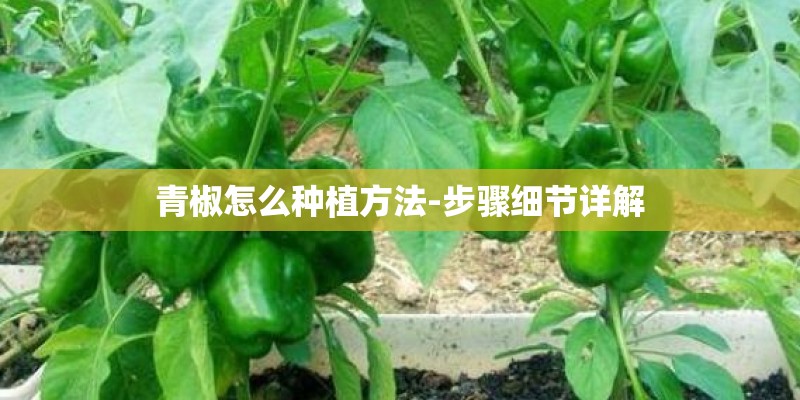 贵州省农村种植什么赚钱快