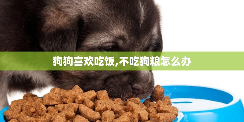 狗狗喜欢吃饭,不吃狗粮怎么办