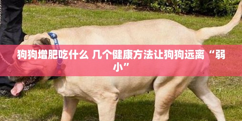 狗狗增肥吃什么 几个健康方法让狗狗远离“弱小”