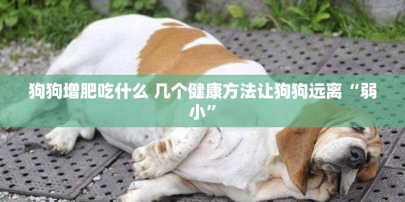 狗狗增肥吃什么 几个健康方法让狗狗远离“弱小”