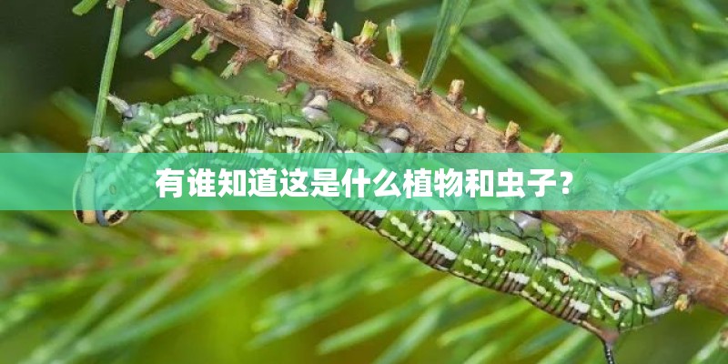 有谁知道这是什么植物和虫子？