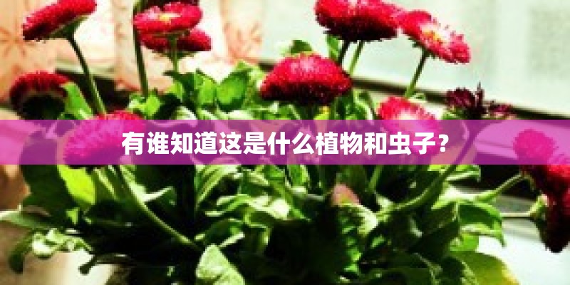 有谁知道这是什么植物和虫子？