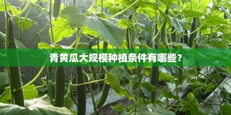 青黄瓜大规模种植条件有哪些? 青黄瓜大规模种植条件有哪些?
