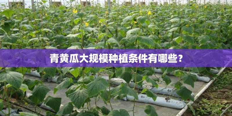 青黄瓜大规模种植条件有哪些? 青黄瓜大规模种植条件有哪些?