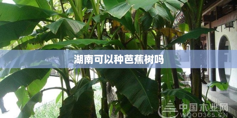 湖南可以种芭蕉树吗