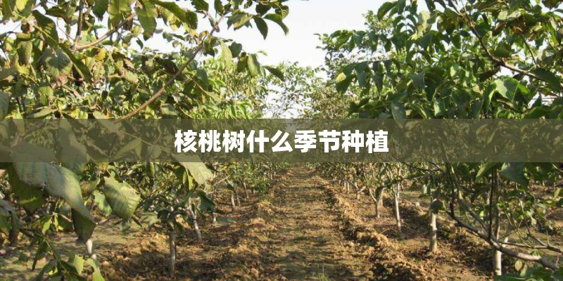 核桃树什么季节种植