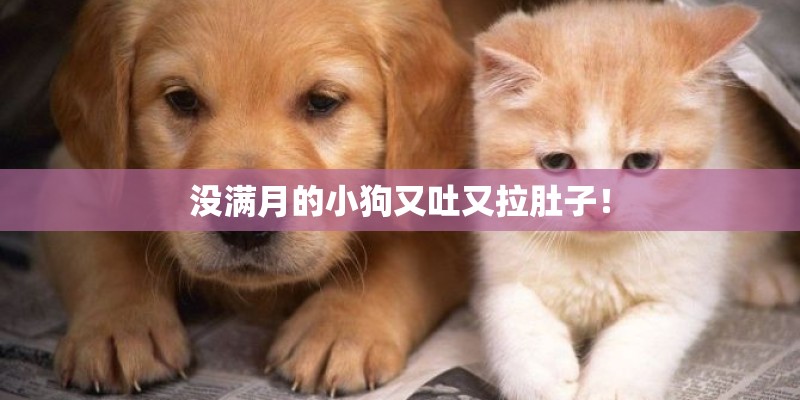 没满月的小狗又吐又拉肚子！