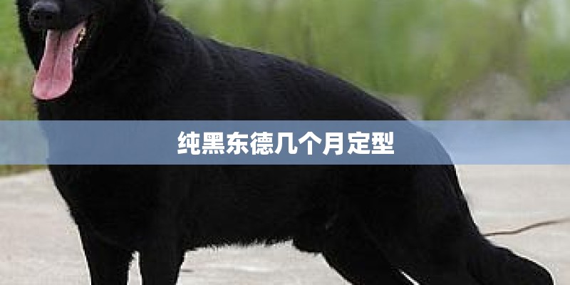 纯黑东德几个月定型