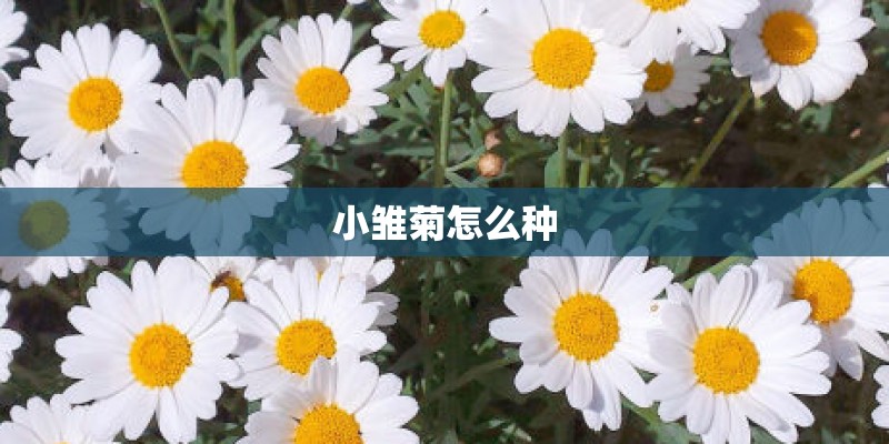 小雏菊怎么种