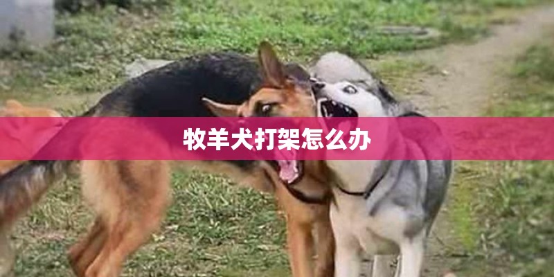 牧羊犬打架怎么办