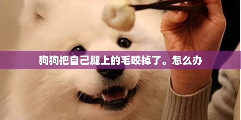 狗狗把自己腿上的毛咬掉了。怎么办
