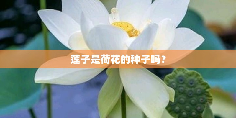 莲子是荷花的种子吗？