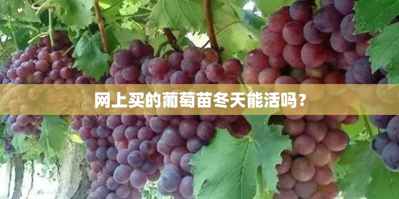 网上买的葡萄苗冬天能活吗？