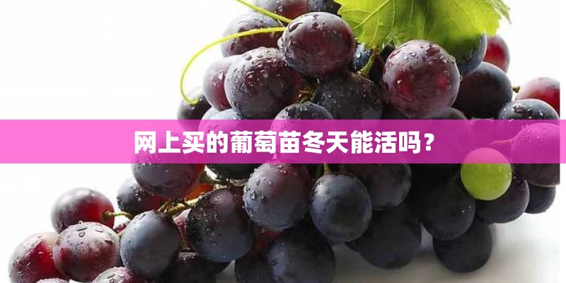网上买的葡萄苗冬天能活吗？
