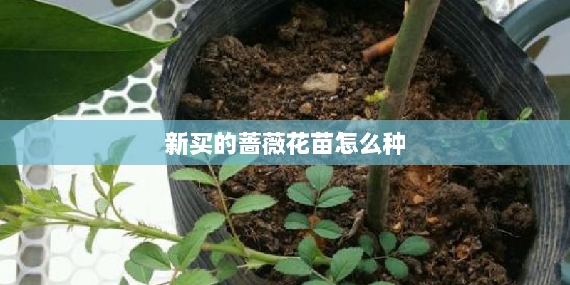 新买的蔷薇花苗怎么种 新买的蔷薇花苗怎么种