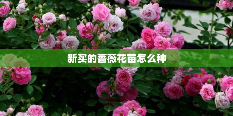 新买的蔷薇花苗怎么种 新买的蔷薇花苗怎么种