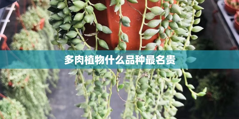 多肉植物什么品种最名贵