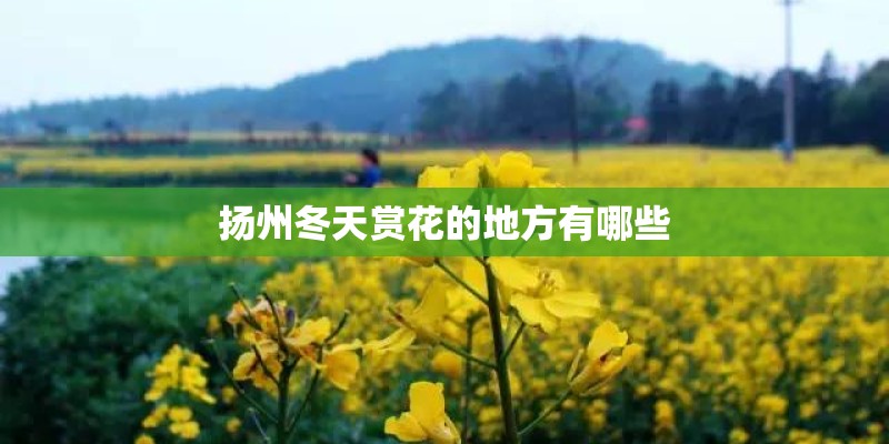 扬州冬天赏花的地方有哪些