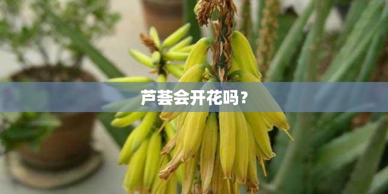 芦荟会开花吗？