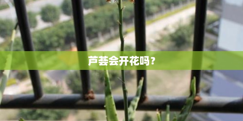 芦荟会开花吗？