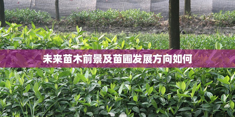 采薇(节选)翻译