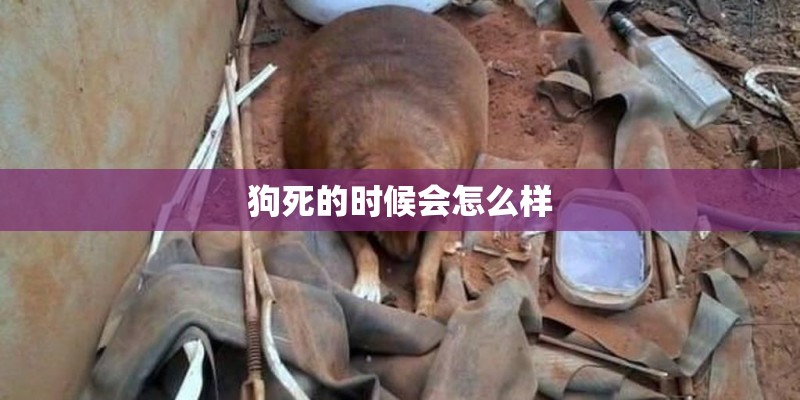 狗死的时候会怎么样