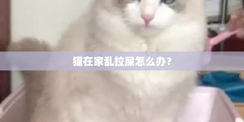 猫在家乱拉屎怎么办？