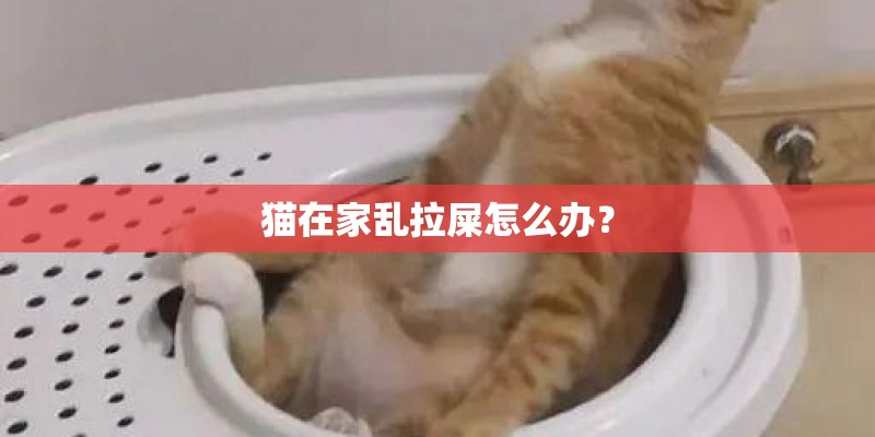 猫在家乱拉屎怎么办？