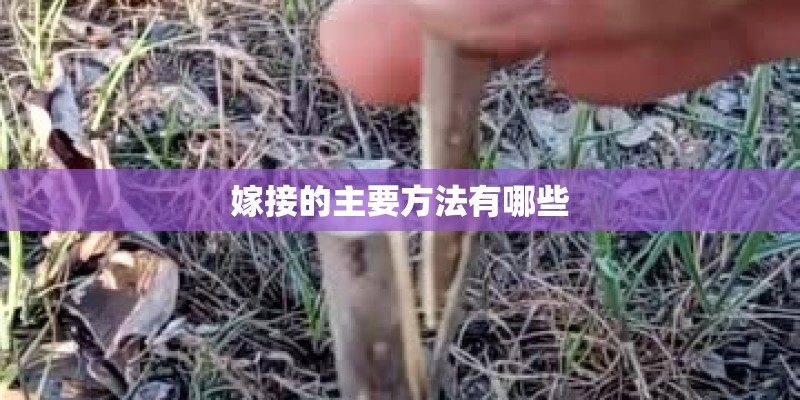 嫁接的主要方法有哪些