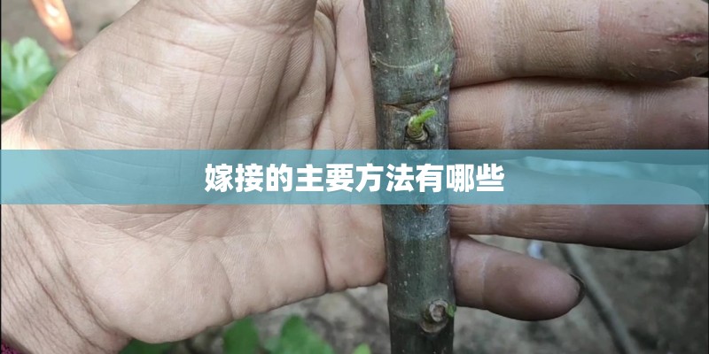 嫁接的主要方法有哪些