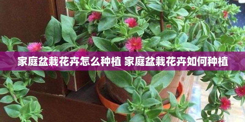 家庭盆栽花卉怎么种植 家庭盆栽花卉如何种植