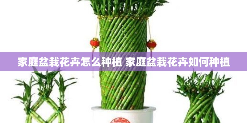 家庭盆栽花卉怎么种植 家庭盆栽花卉如何种植