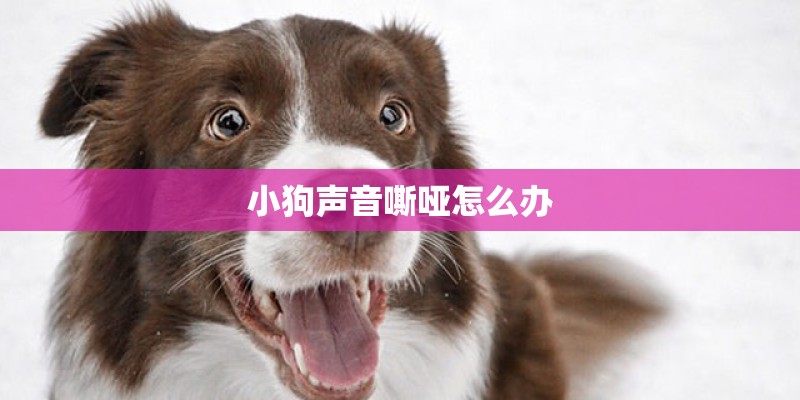 小狗声音嘶哑怎么办