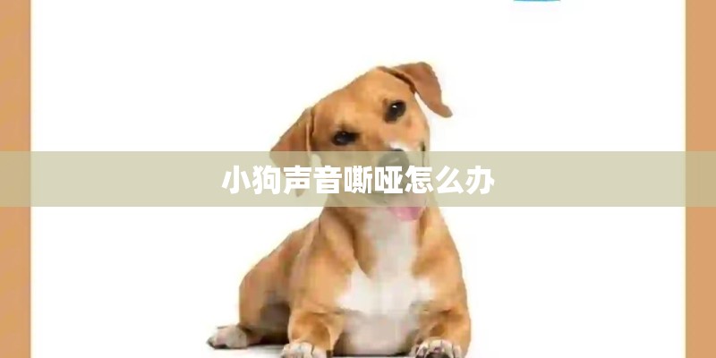 小狗声音嘶哑怎么办