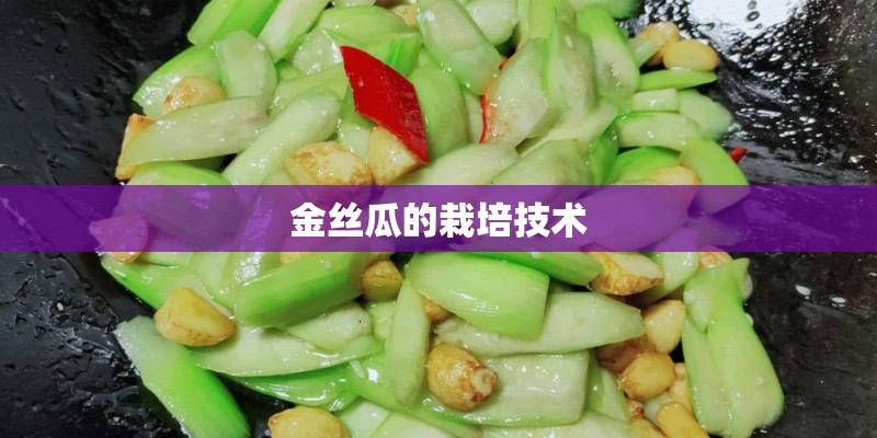 金丝瓜的栽培技术