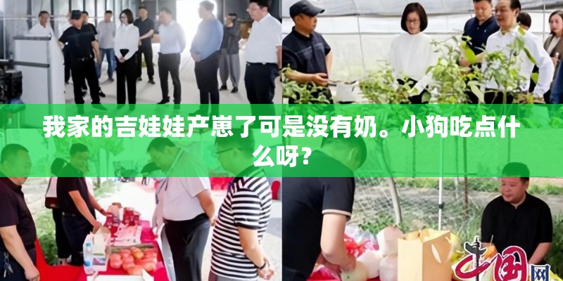 我家的吉娃娃产崽了可是没有奶。小狗吃点什么呀？