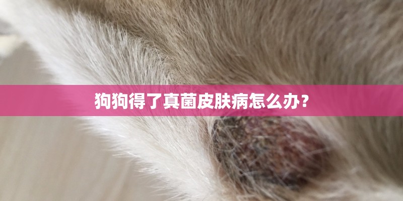 狗狗得了真菌皮肤病怎么办？