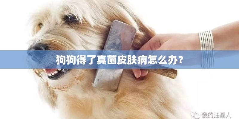 狗狗得了真菌皮肤病怎么办？
