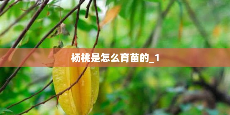 杨桃是怎么育苗的_1