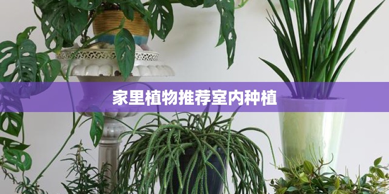 家里植物推荐室内种植