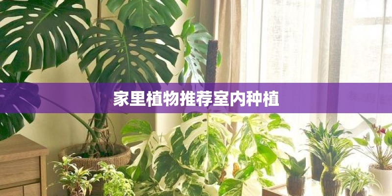 家里植物推荐室内种植