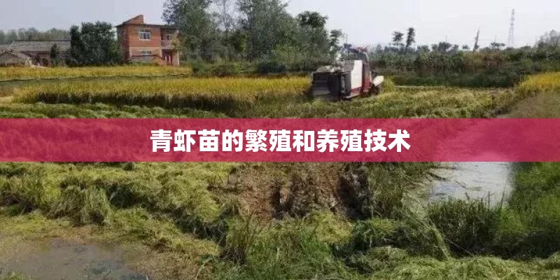 青虾苗的繁殖和养殖技术