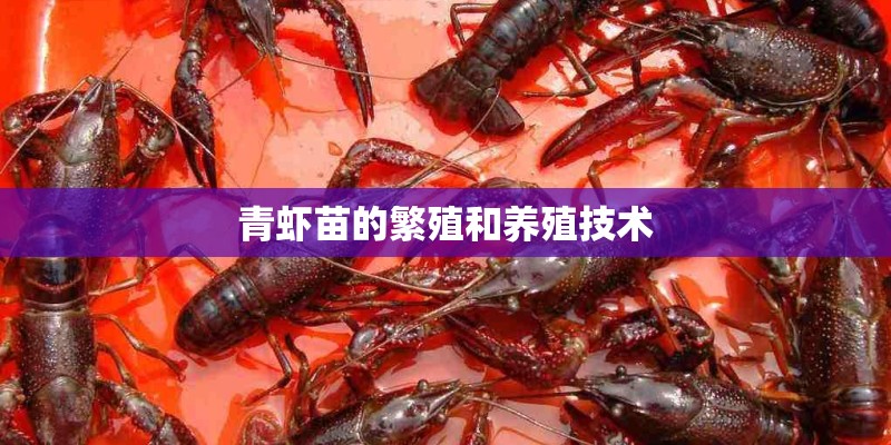 青虾苗的繁殖和养殖技术