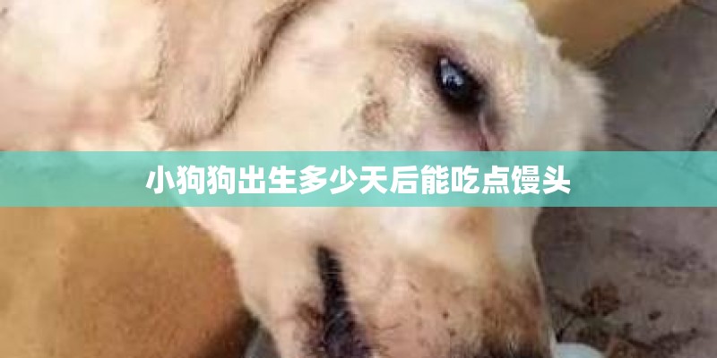 小狗狗出生多少天后能吃点馒头