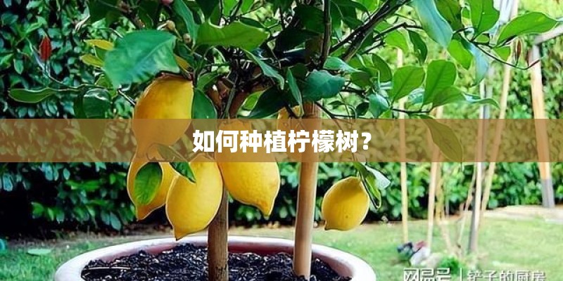 如何种植柠檬树？
